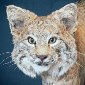 Colorado bobcat