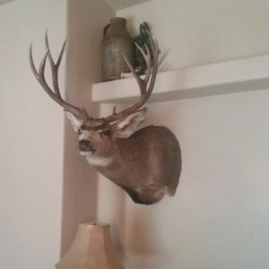 mule deer mount