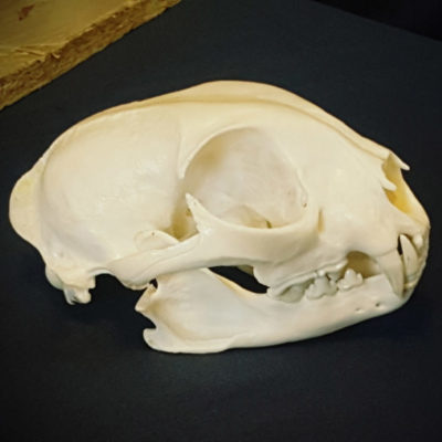 bear skull